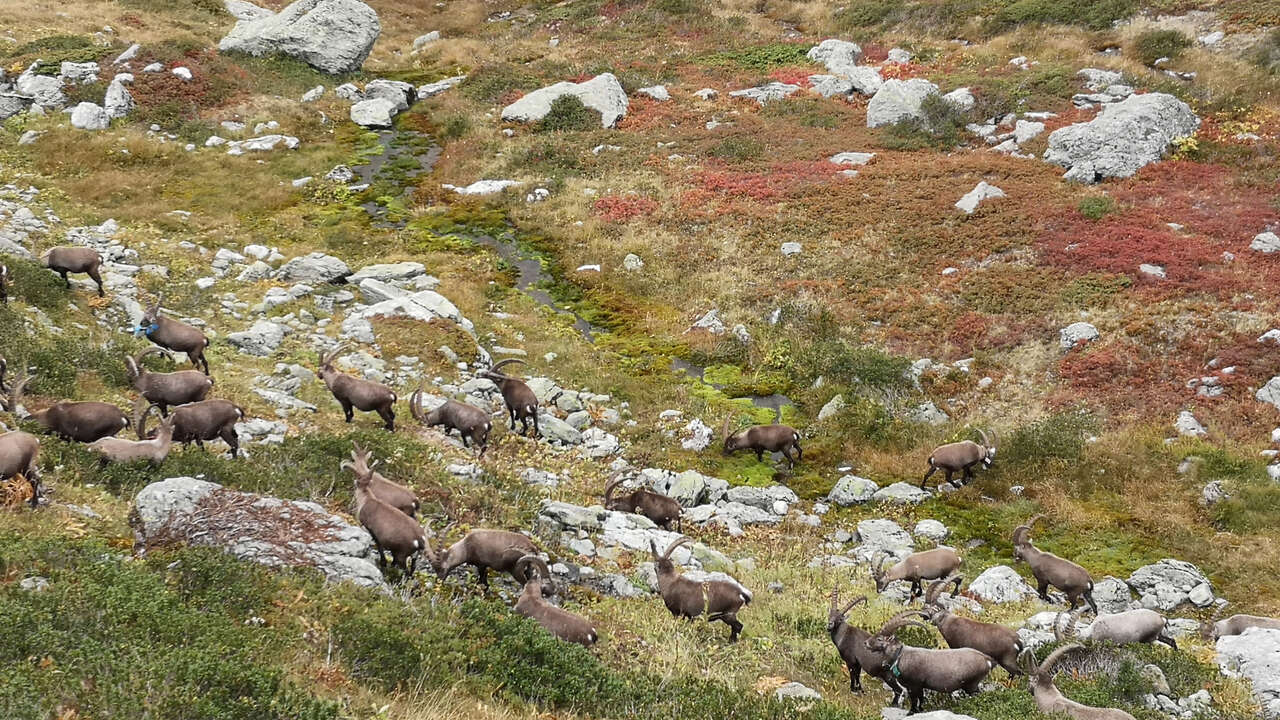 Groupe de bouquetins mâles