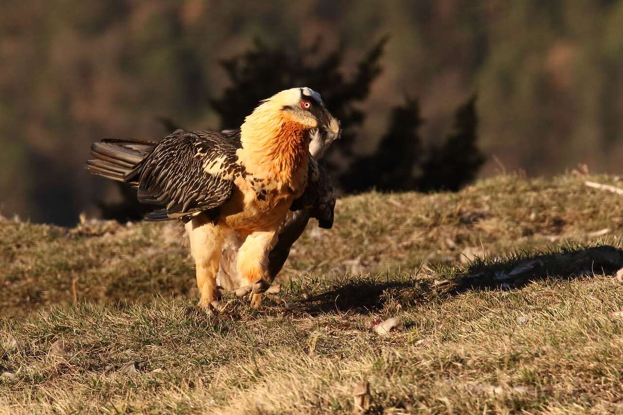 Gypaète Barbu