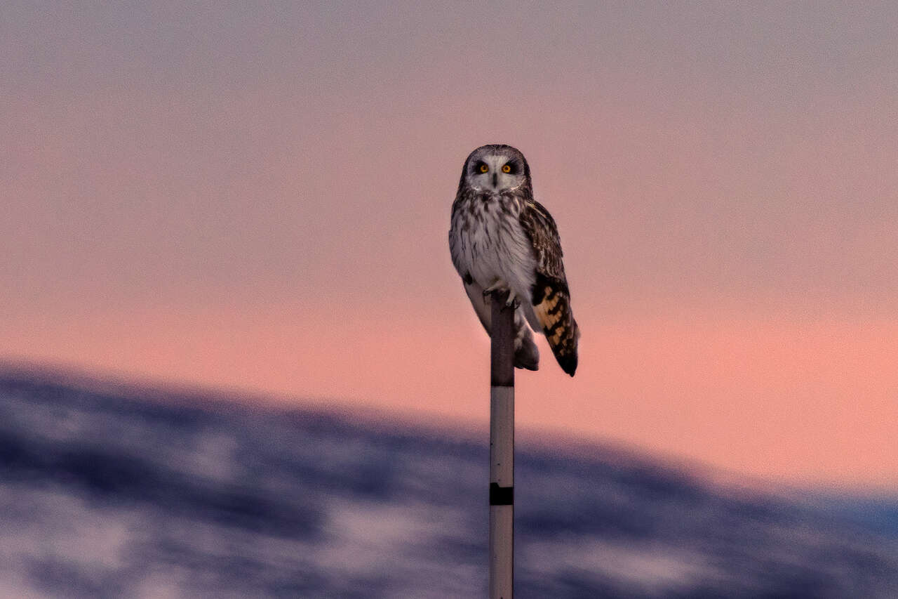 Hibou des Marais