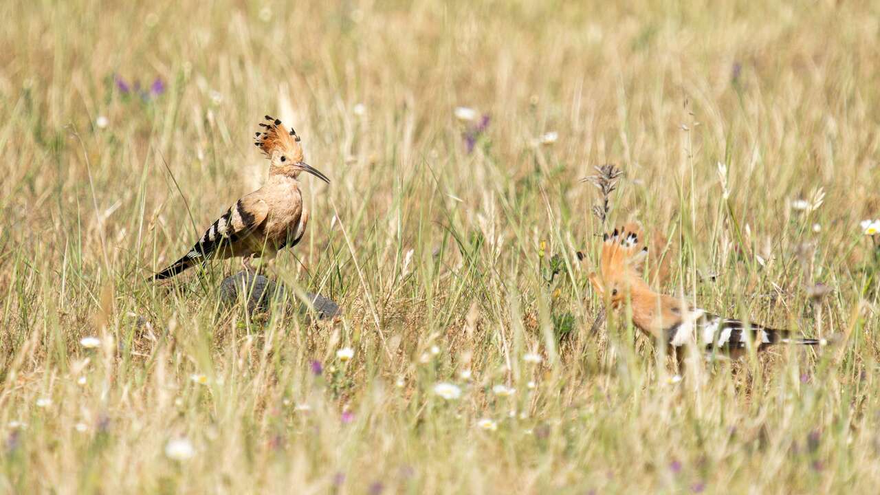 Huppe fasciées