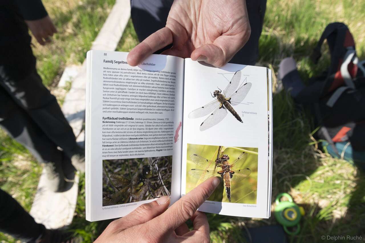 Identification de libellules