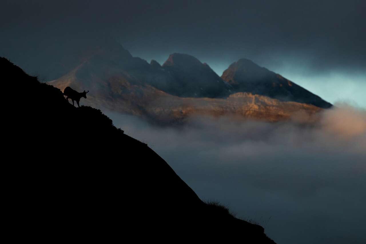 Isard devant des montagnes