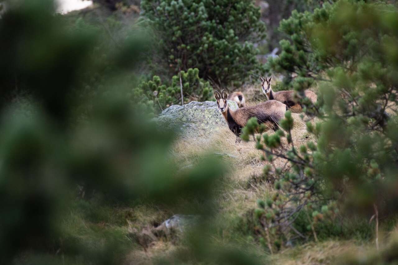 Isards en montagne