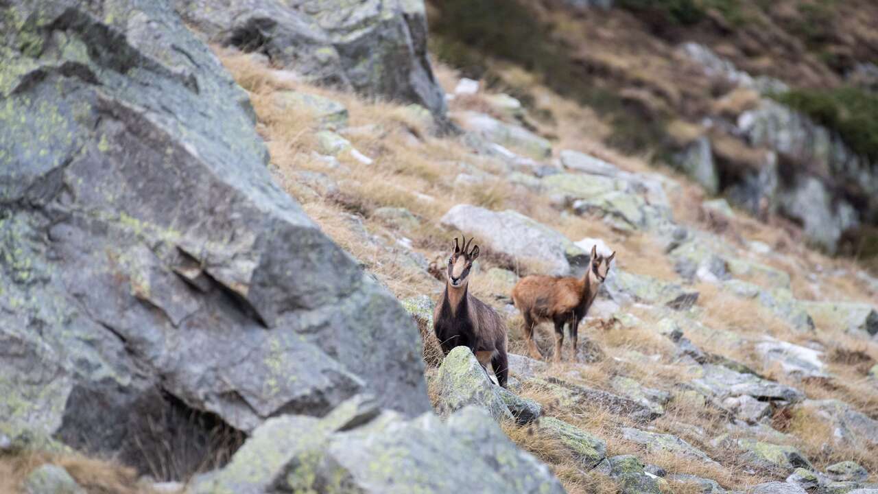 Isards en montagne