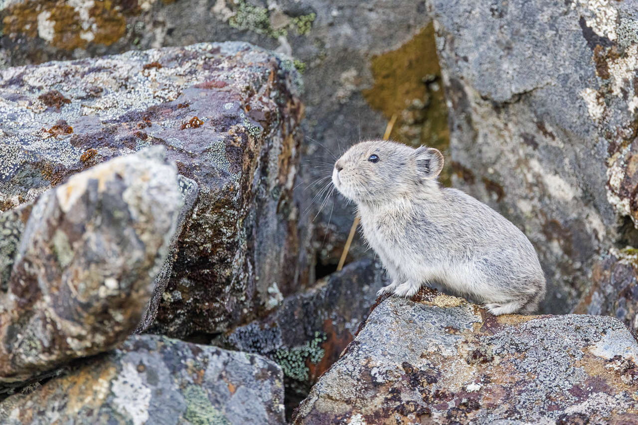 Lemming en Alaska dans des rochers