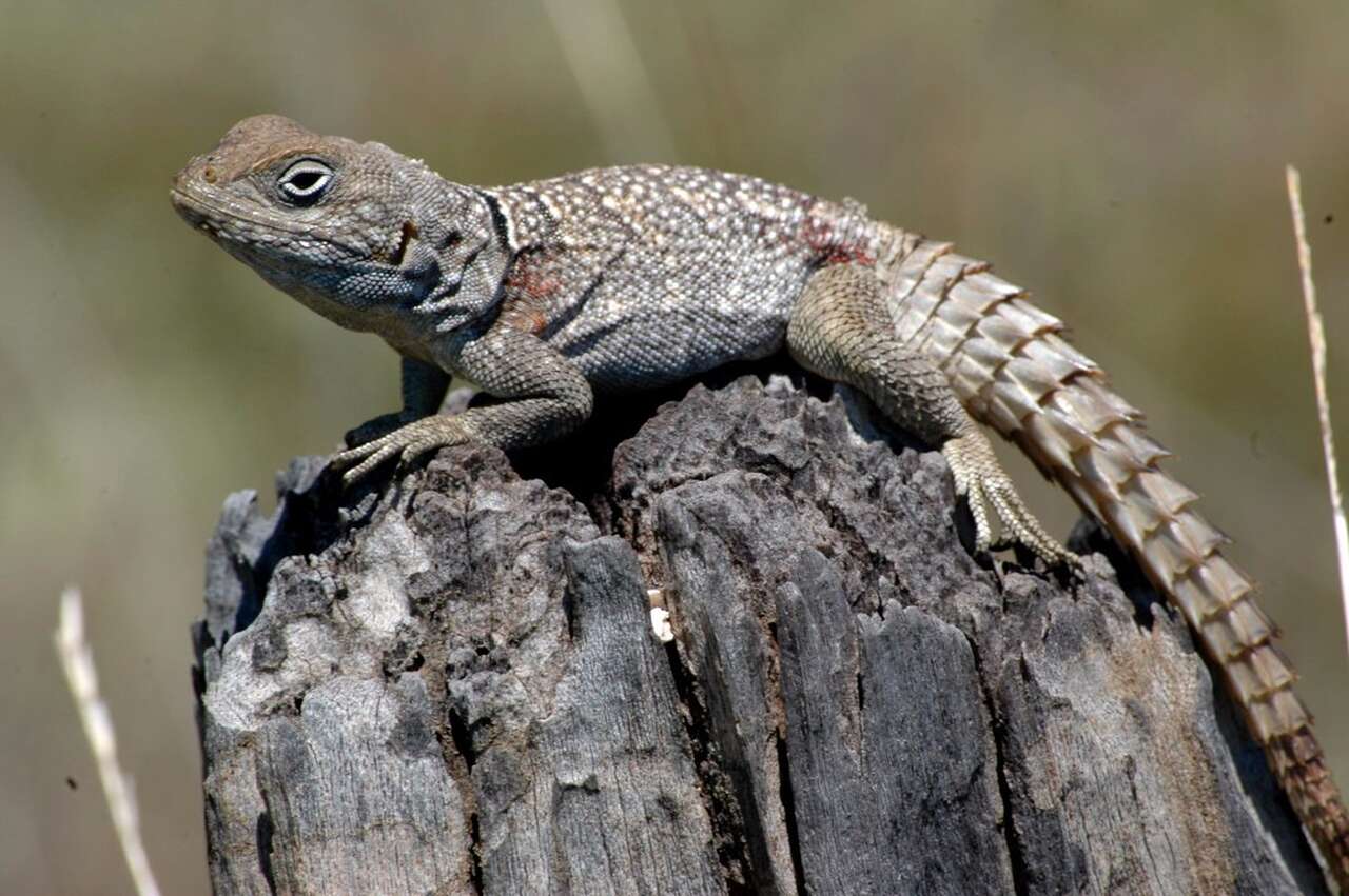 Lézard oplurus cuvieri