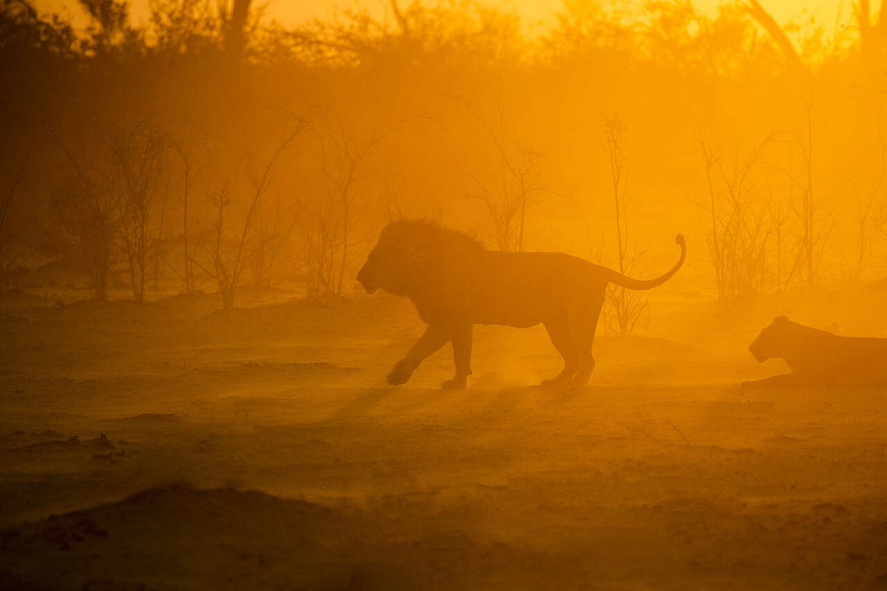 Lion au coucher du soleil