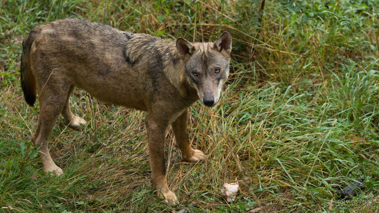 Loup