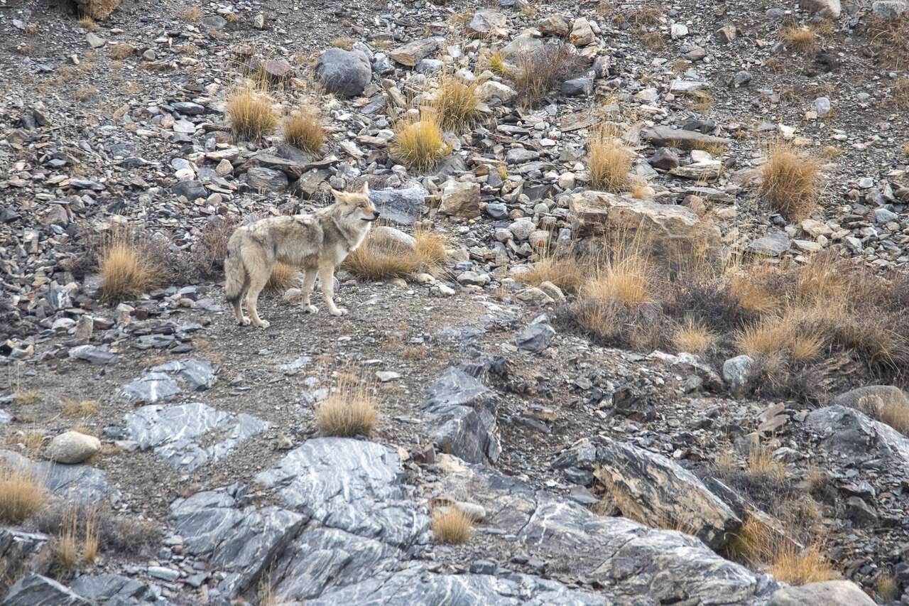 Loup dans la montagne