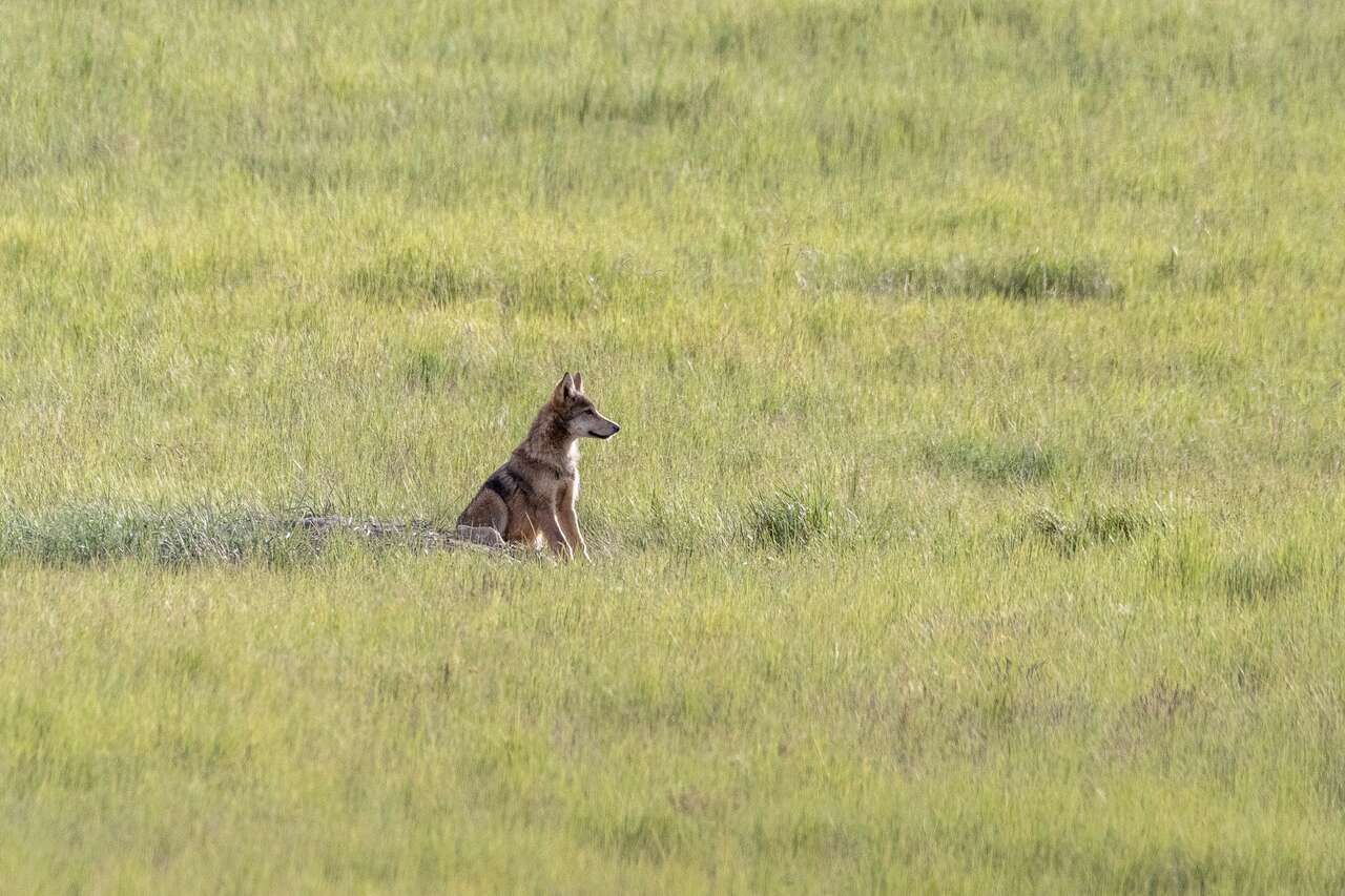 Loup dans la steppe