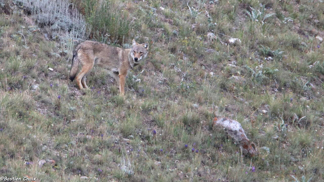 Loup gris