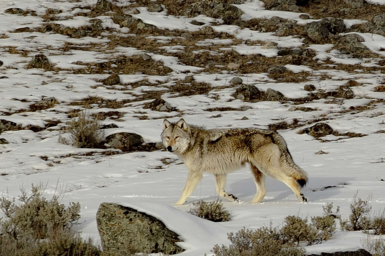 Loup Yellowstone