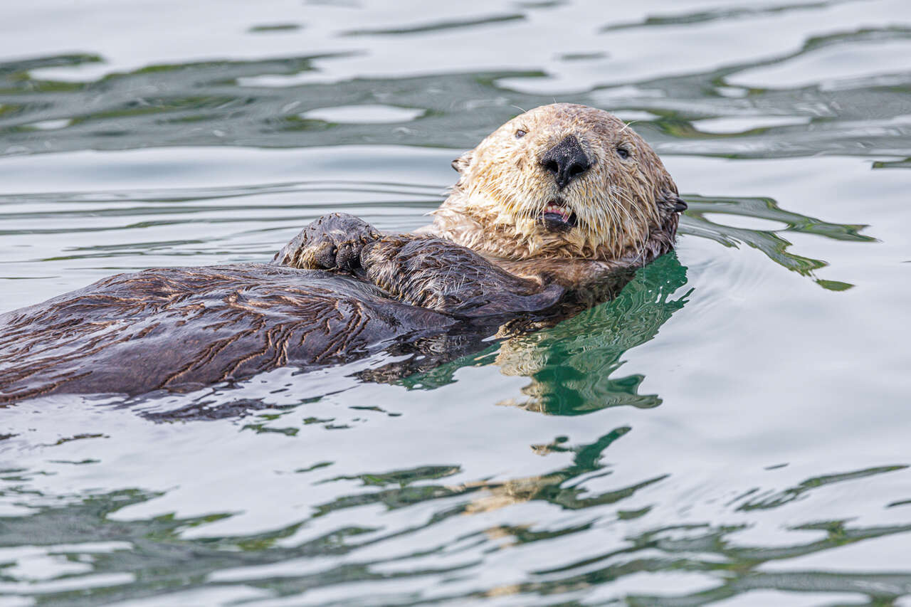 Loutre dans l'eau