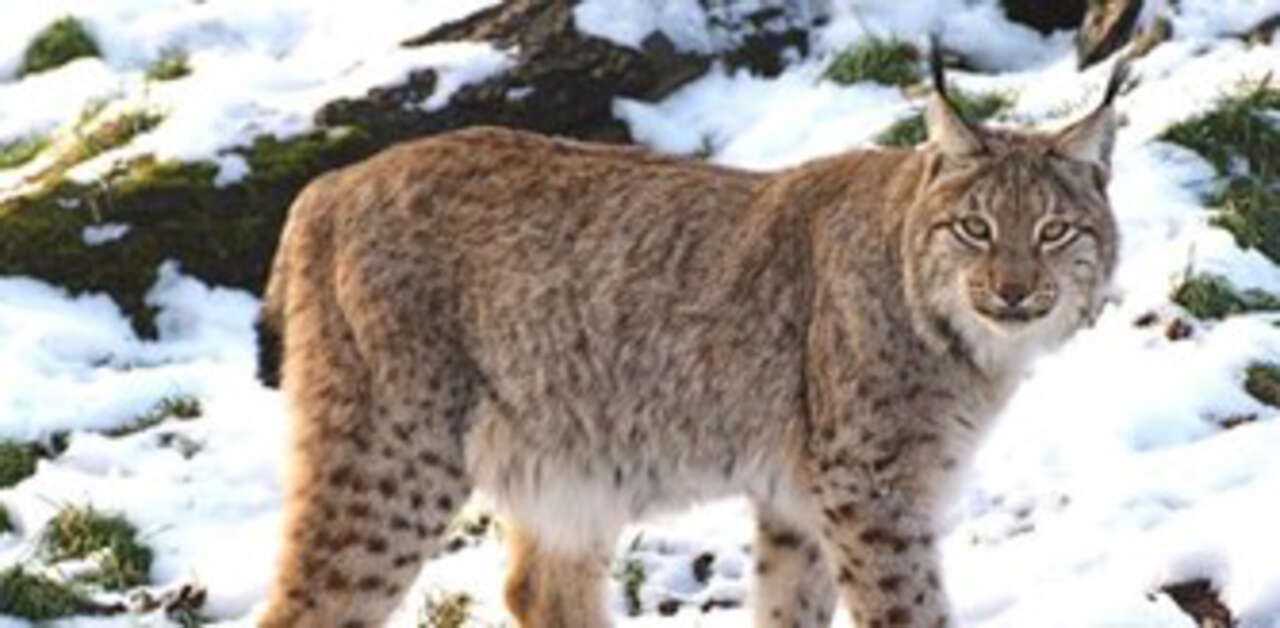 Lynx boréal