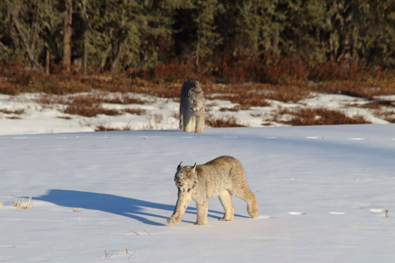 Lynx