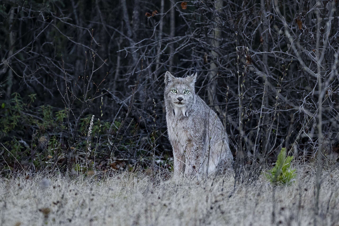 Lynx du Canada