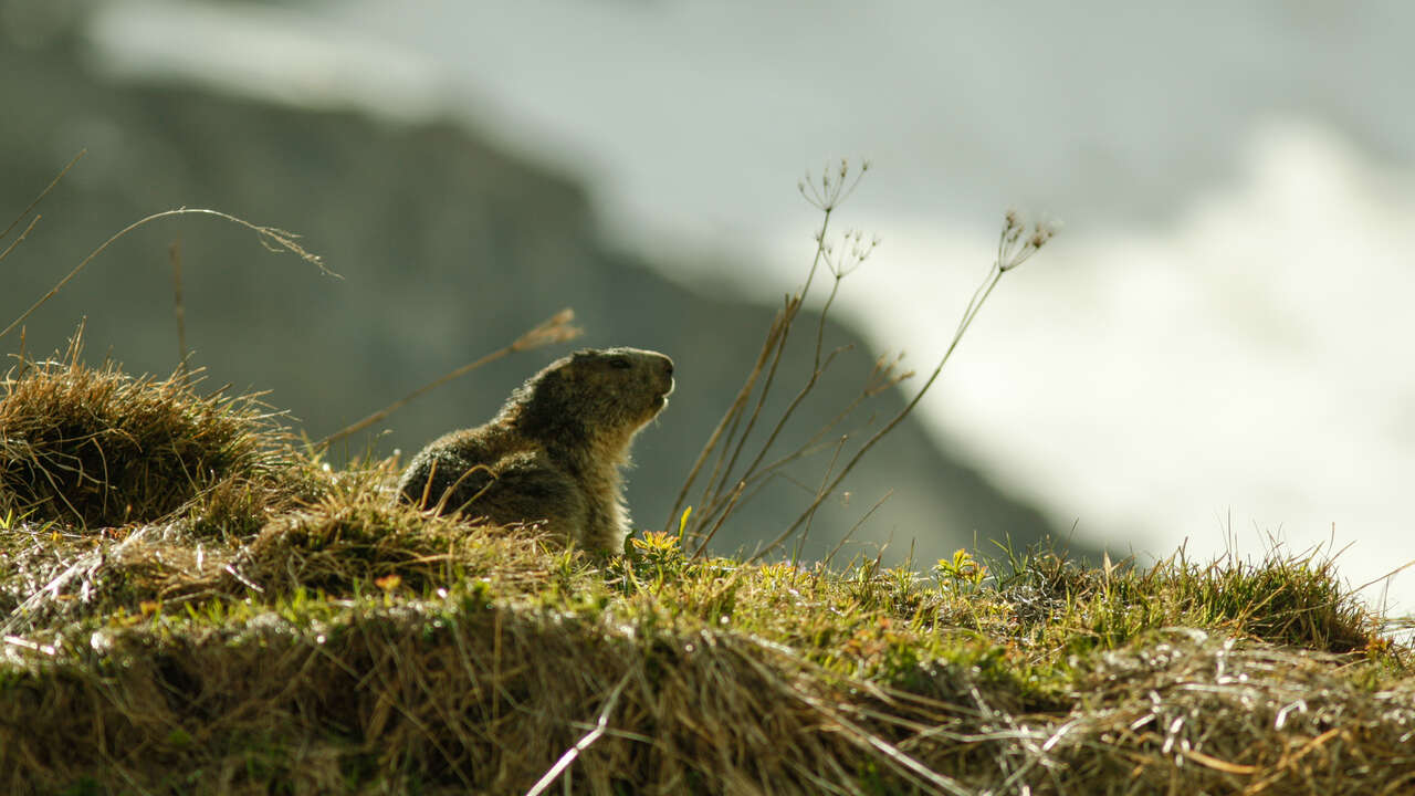 Marmotte dans l'herbe