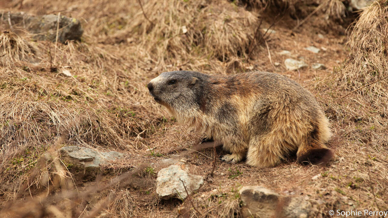 Marmotte dans l'herbe