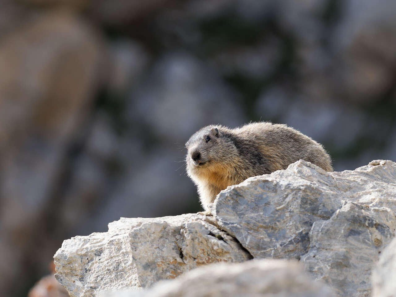 Marmotte