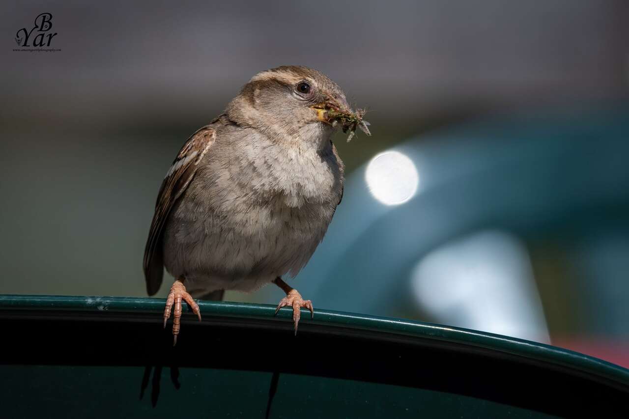 Moineau domestique