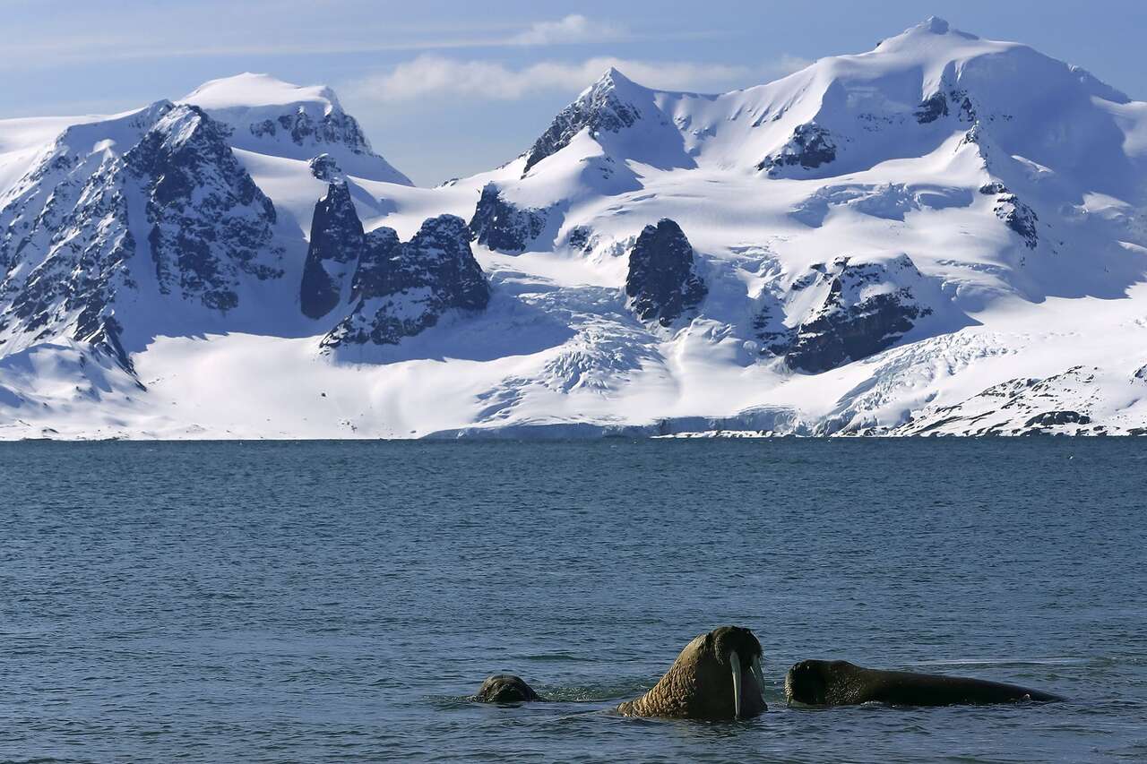 Morses dans l'eau devant des montagnes enneigées