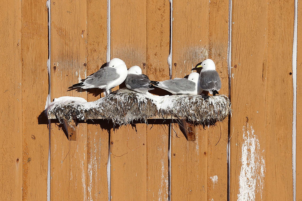 Mouette tridactyle