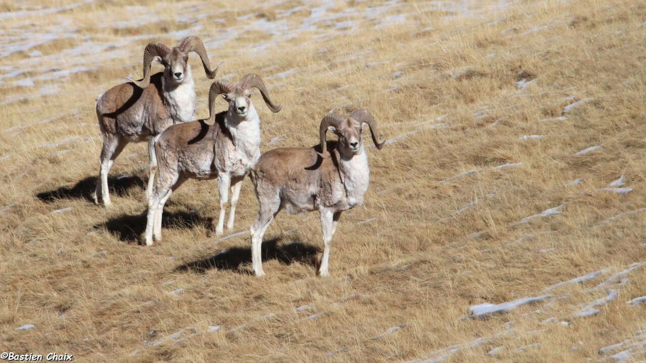 Mouflon Urial