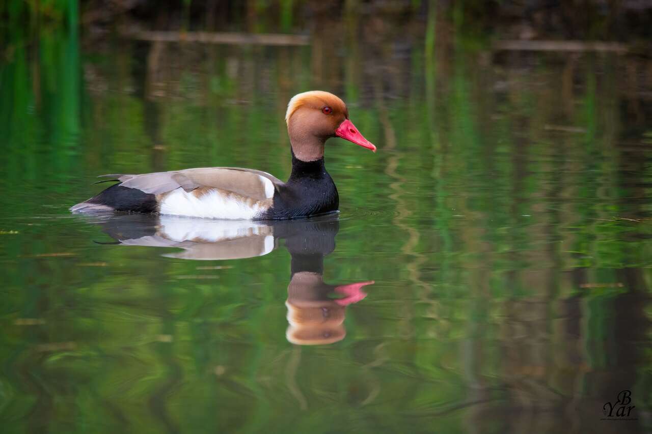 Nette rousse