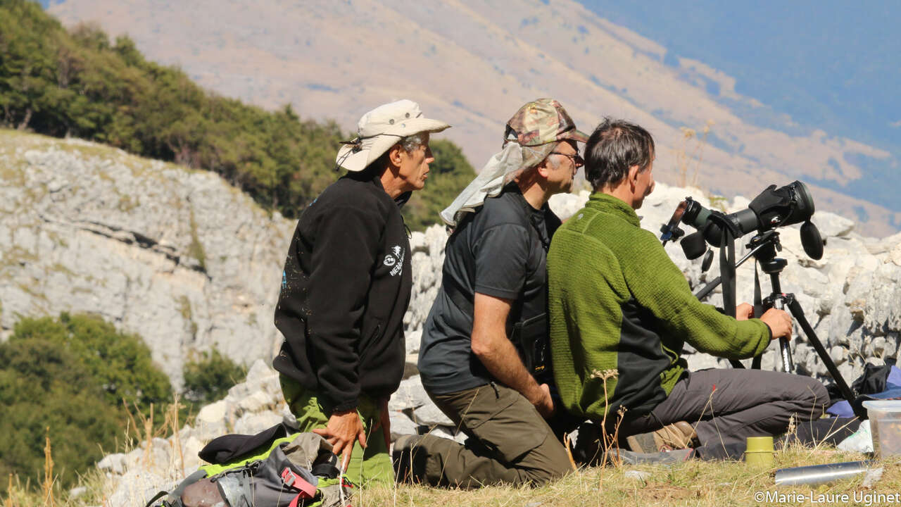 Observation de la faune à la longue vue