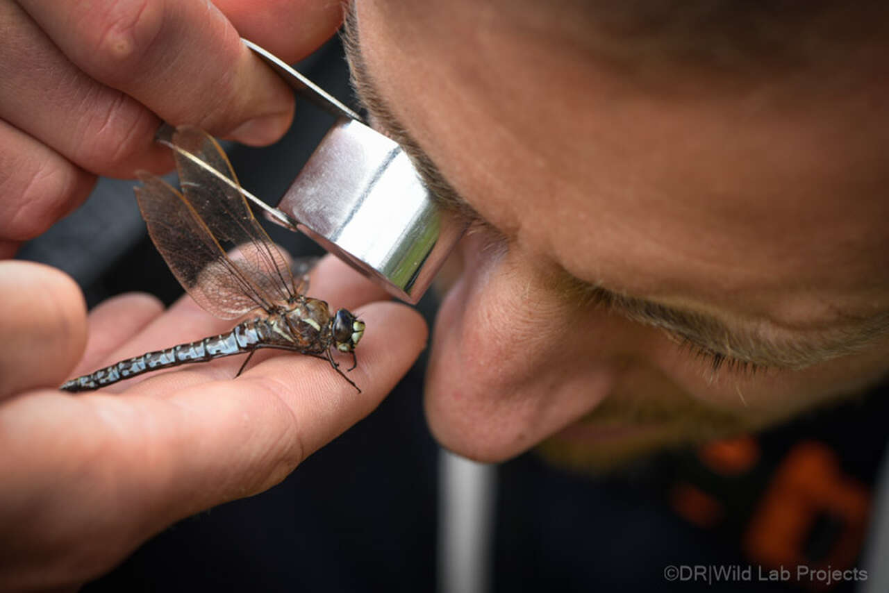 Observation de libellule à la loupe