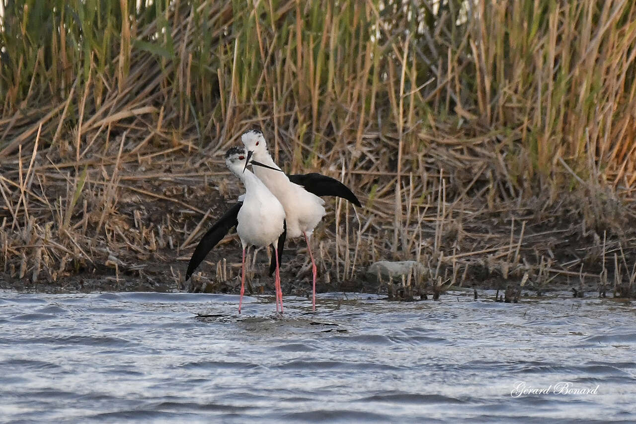 Oiseau - Camargue