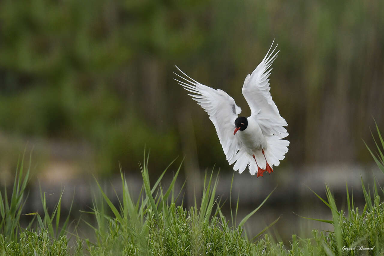 Oiseau - Camargue