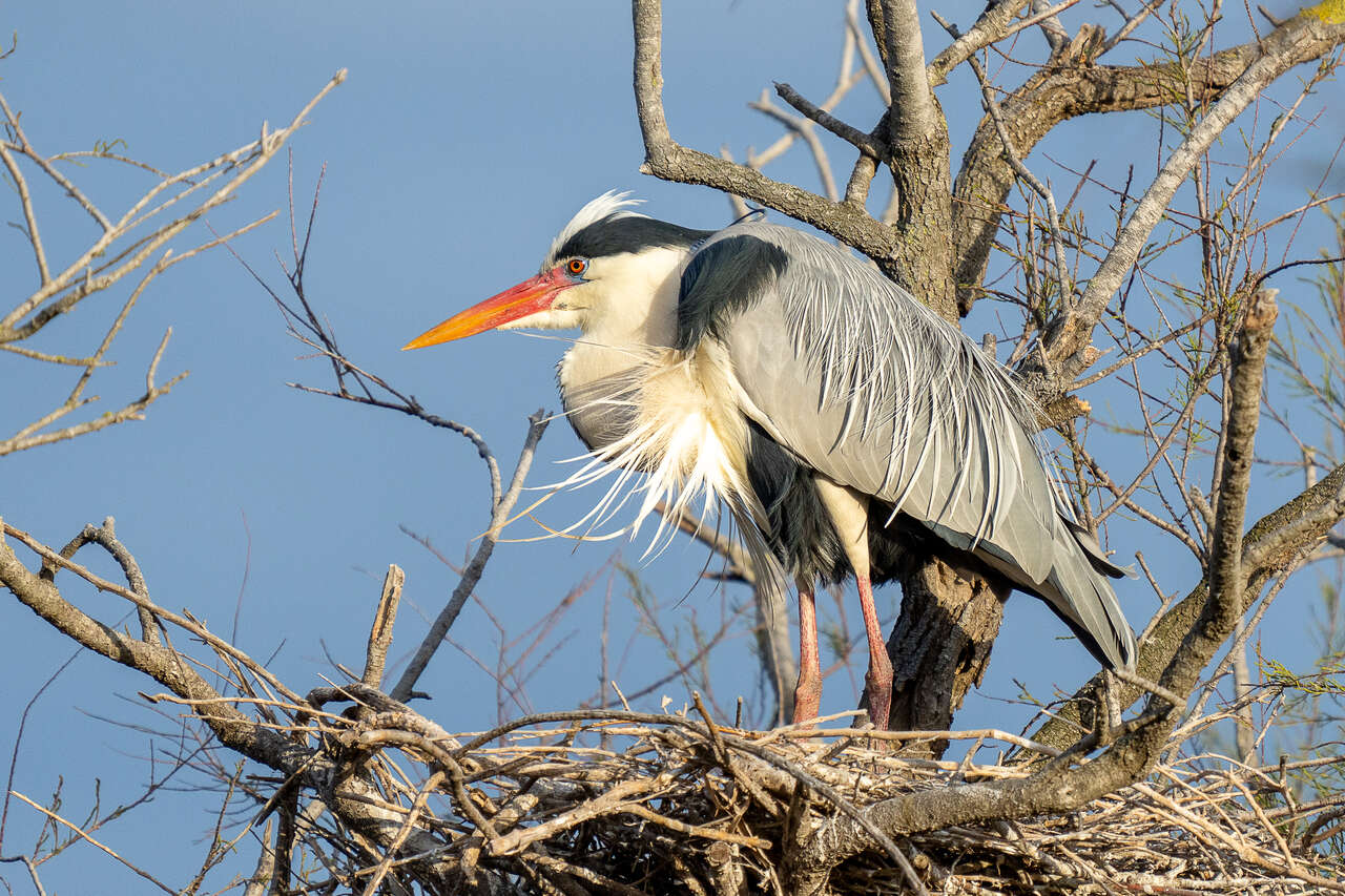 Oiseau - Camargue