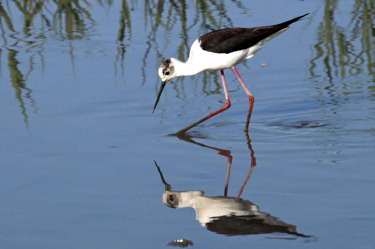 Oiseau - Camargue