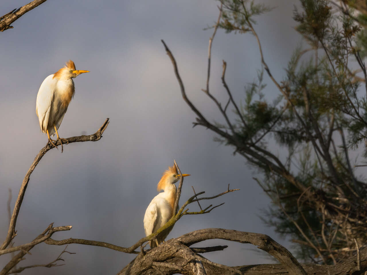 Oiseau - Camargue