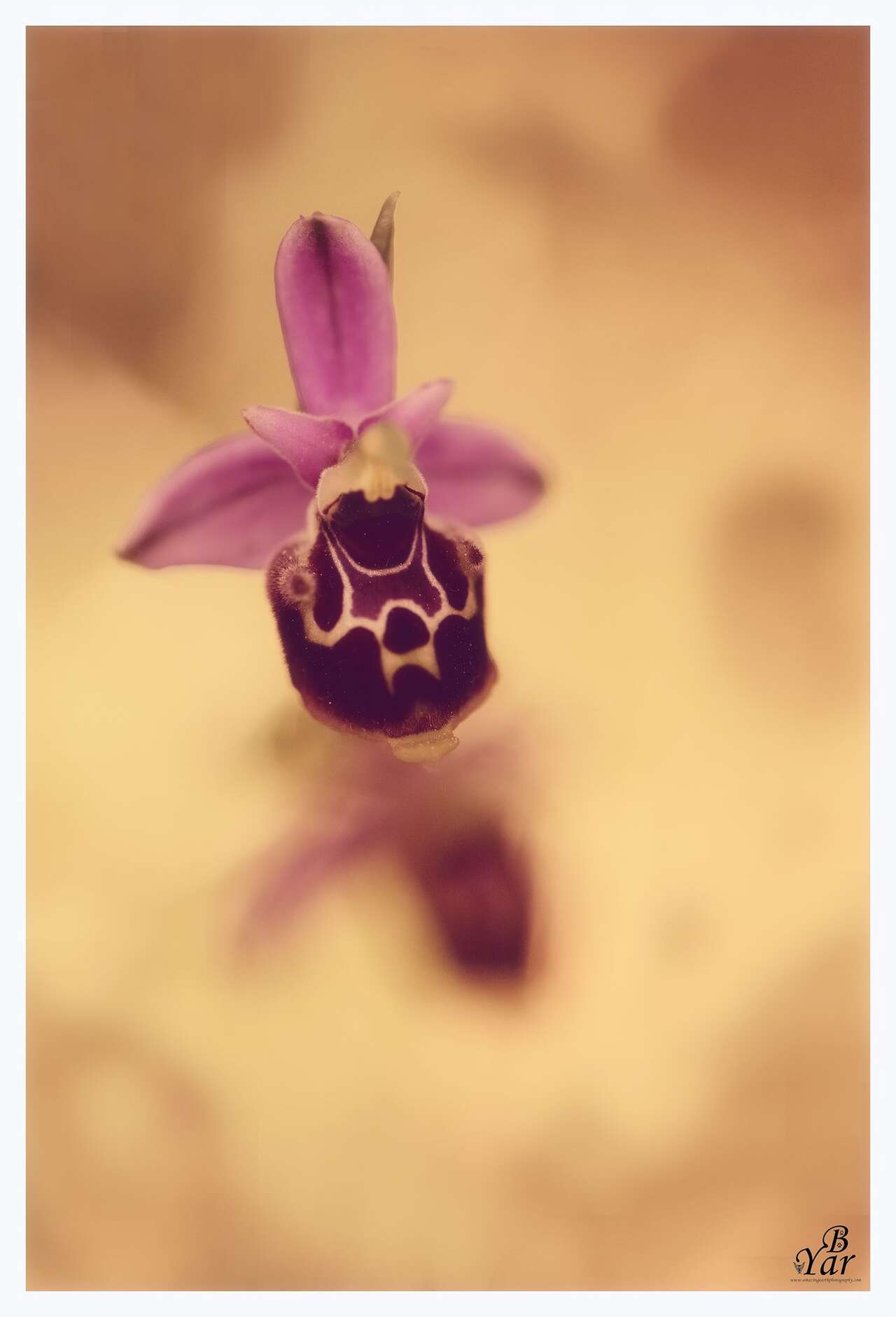 Orchidée