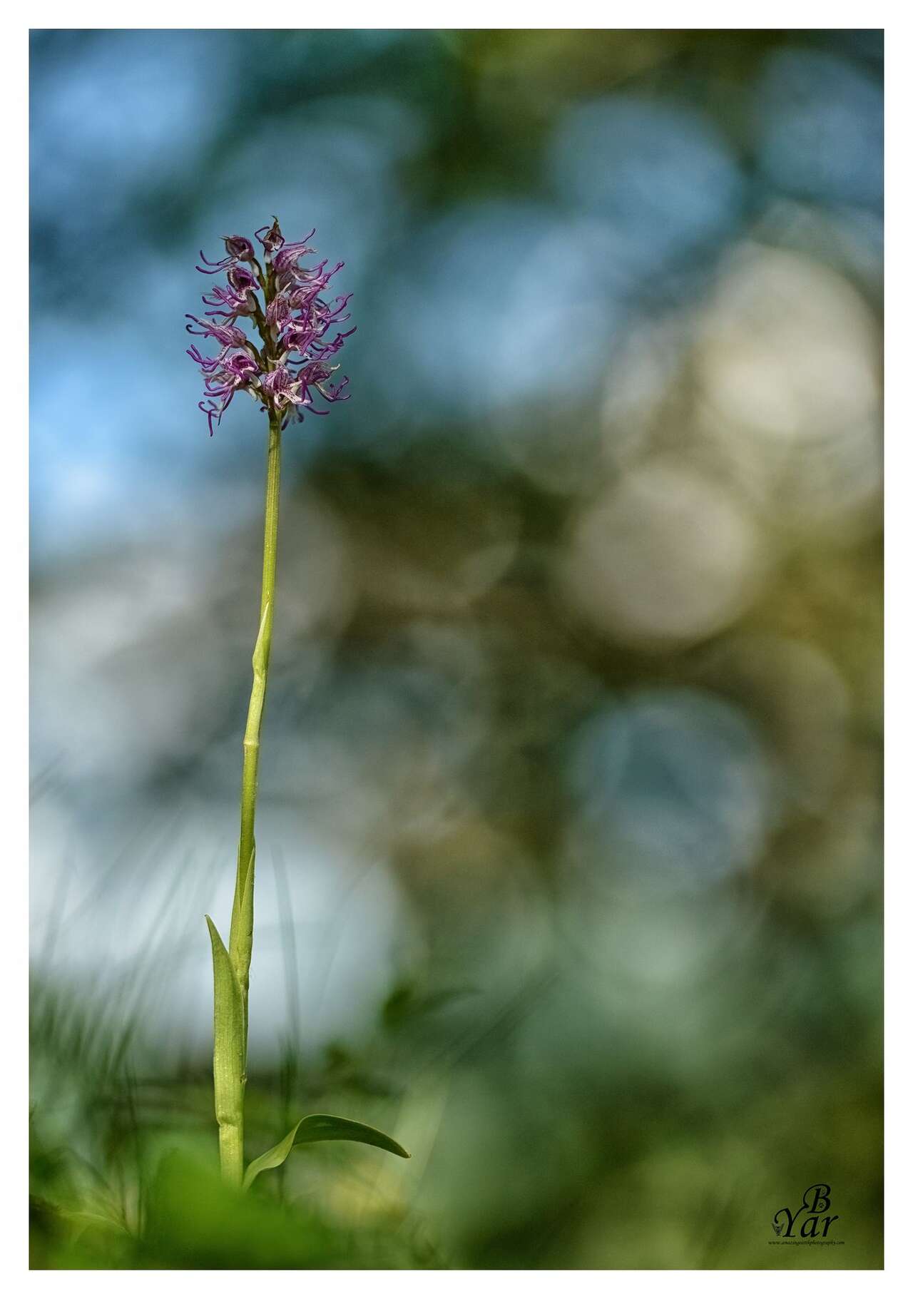 Orchidée