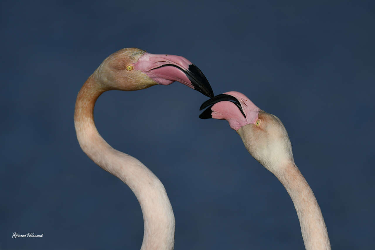 Ornithologie - printemps - Camargue