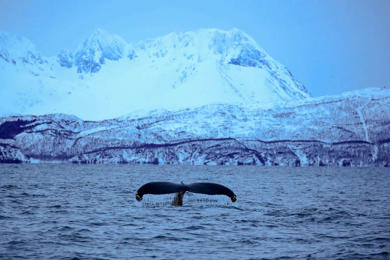 Orque dans un fjord de Norvège