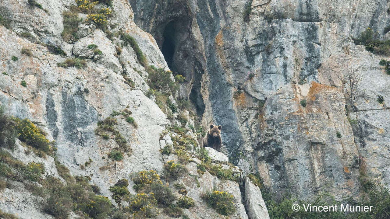 Ours au milieu de la montagne