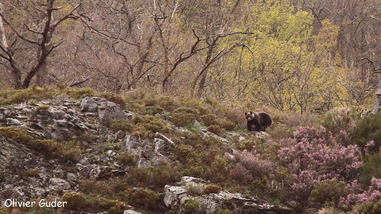 Ours dans la forêt