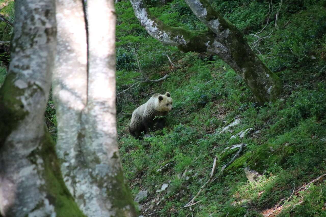 Ours dans les Pyrénées