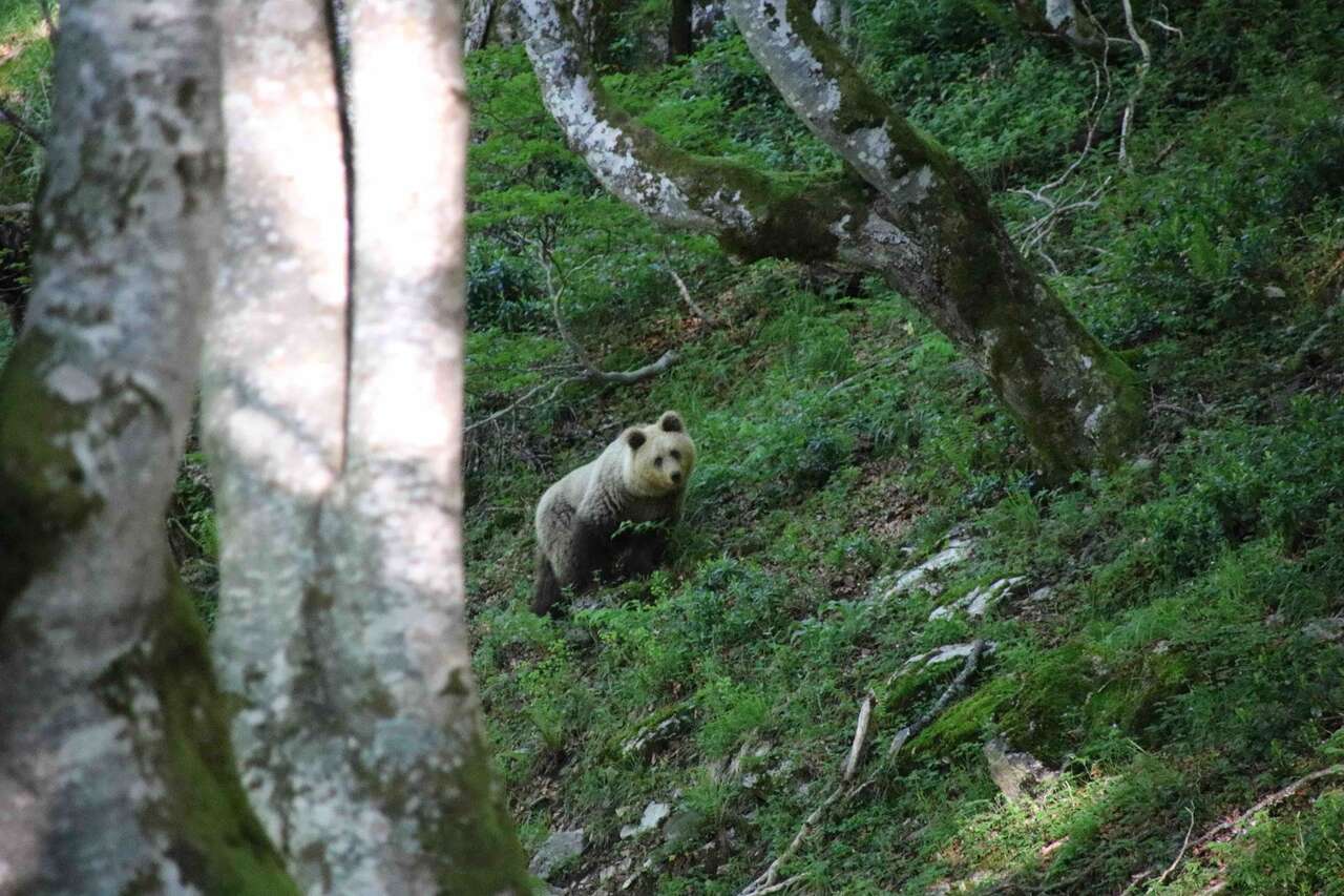 Ours dans une forêt de montagne