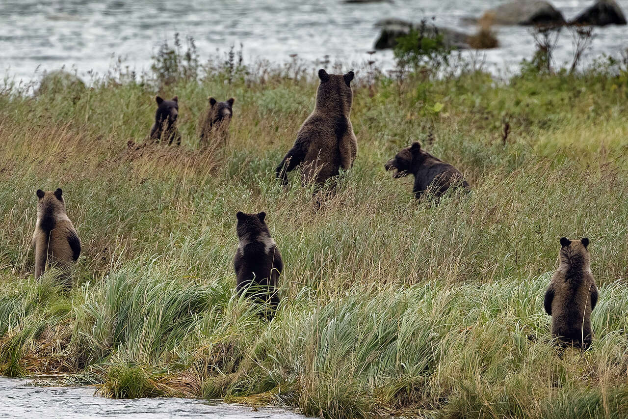 Ours et oursons