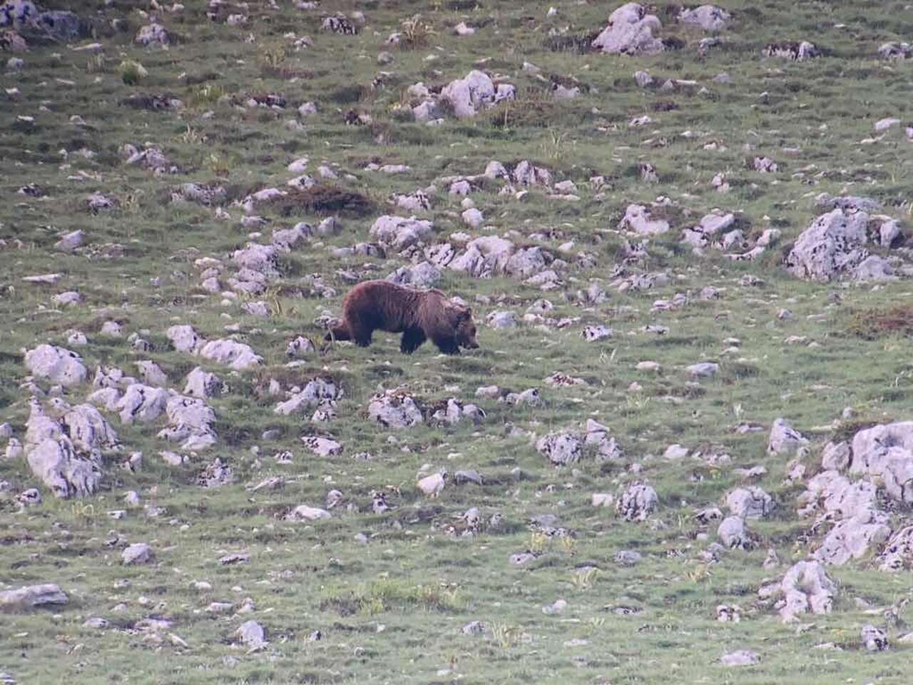 Ours marsicain des abruzzes