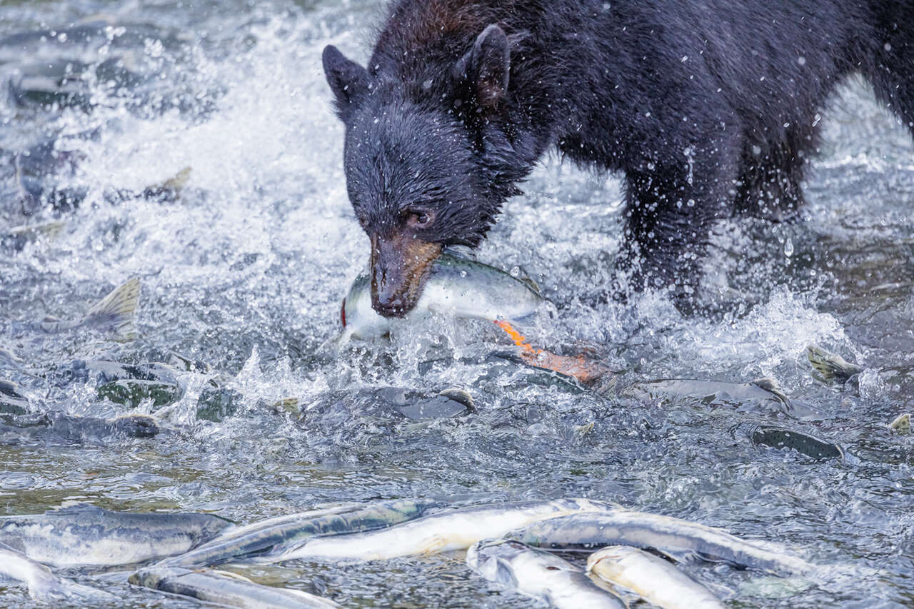 Ours noir qui pêche le saumon