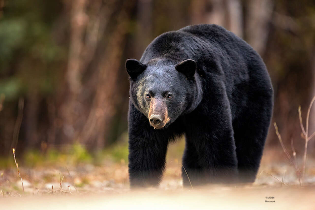 Ours qui marche en gros plan