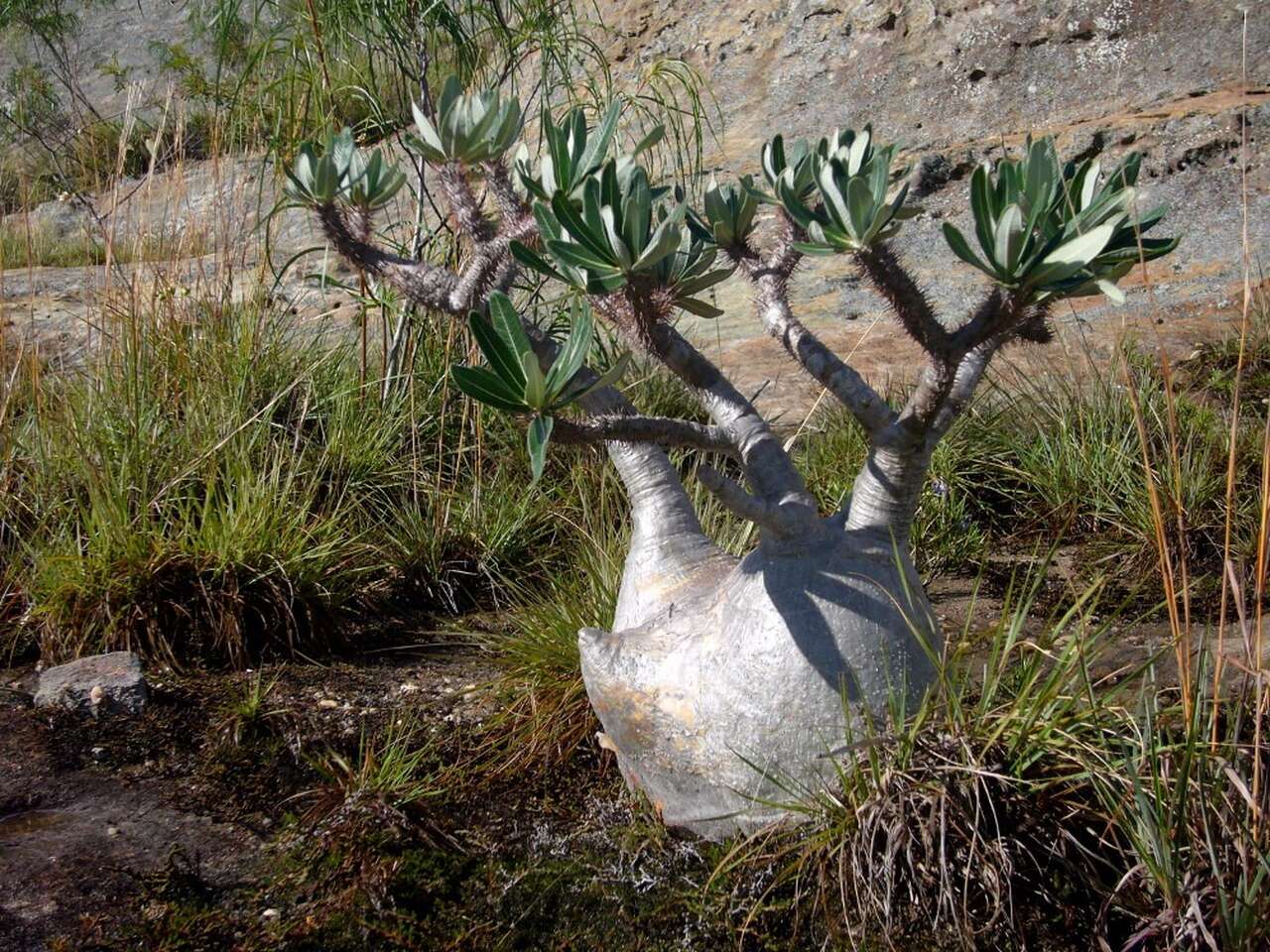 Pachypodium rosulatum