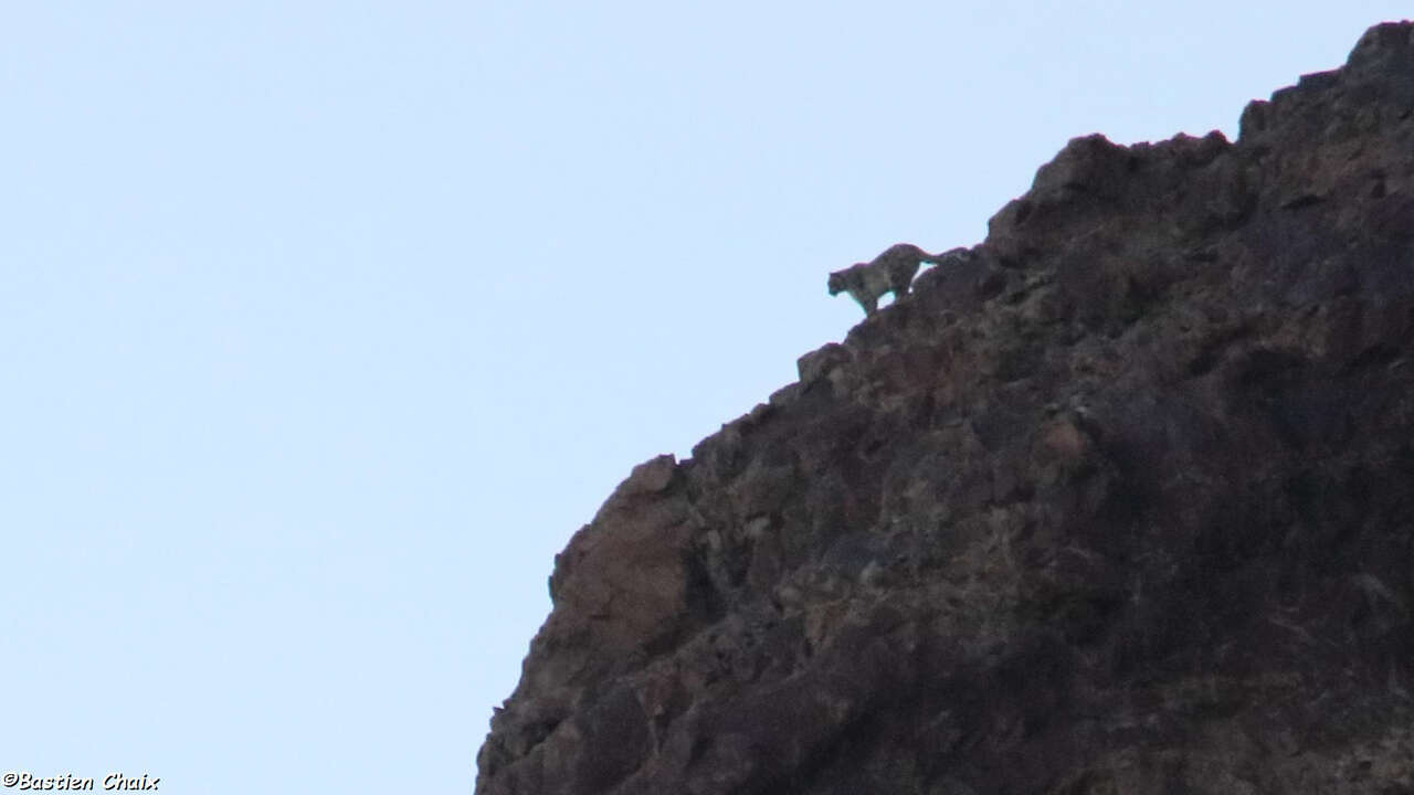 Panthère des neiges sur une crête