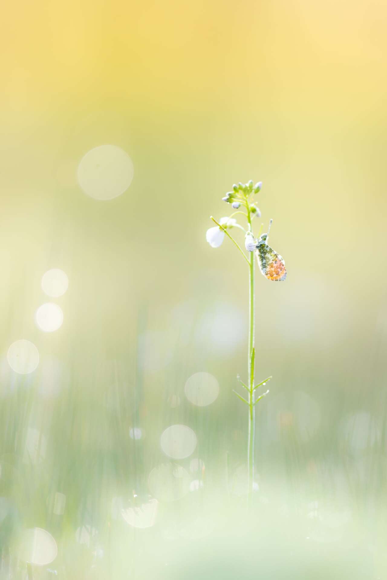 Papillon aurore